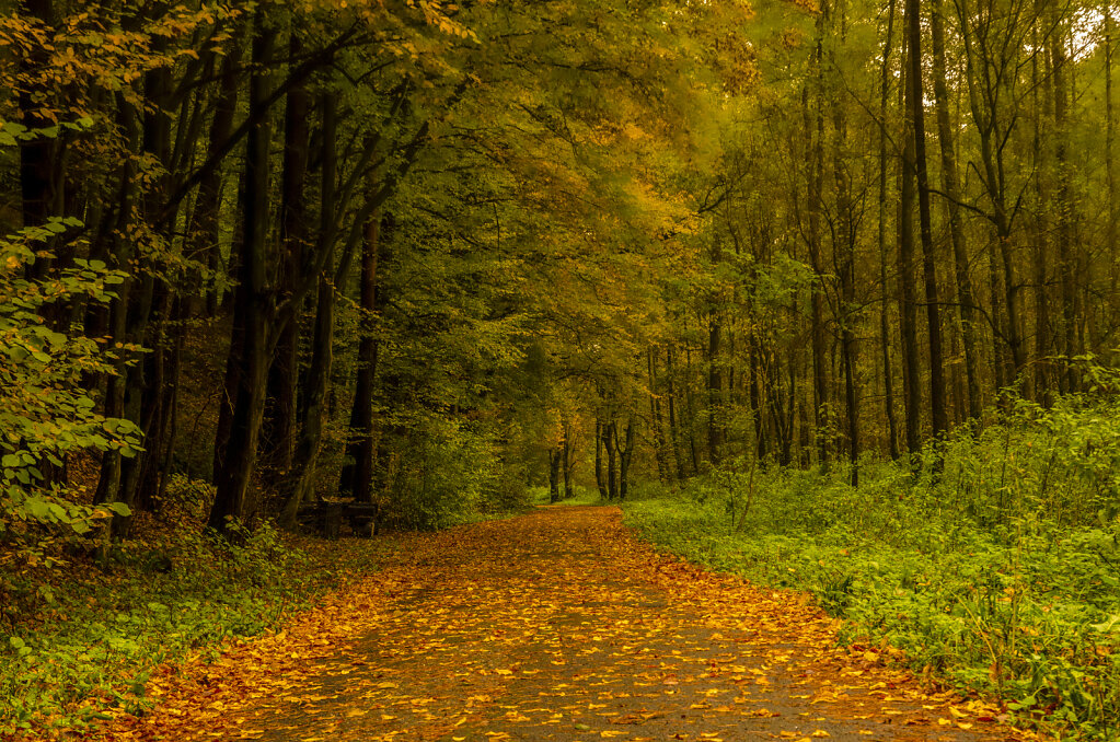 Autumn in Cracow